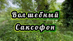 Прекрасный саксофон, удивительно красивая музыка для души