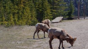 ANIMAL WORLD Incredible Wild Animals in Dolby Vision TV 8K VIDEO ULTRA HD #8K