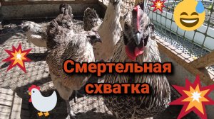 Смертельная схватка