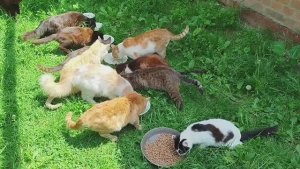 Кошки, новости о нас.