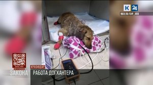 Полиция начала проверку информации об отравлении собаки в Краснодаре