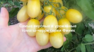 Томаты черри серии Финики. Самые вкусные и урожайные черри томаты.