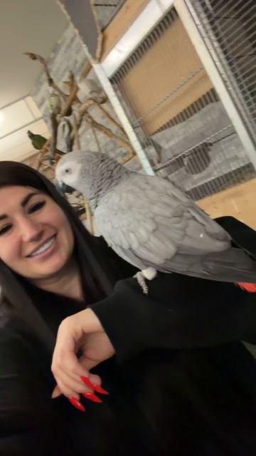 18-05-2026. Попугай 🦜 породы Жако. смотреть онлайн