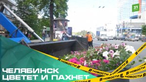 Челябинск цветет и пахнет. Центральные улицы города украсят 1500 тысячи кашпо с петуниями