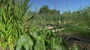 4K Landscape Scene - MorningSwamp - Free Stock Footage