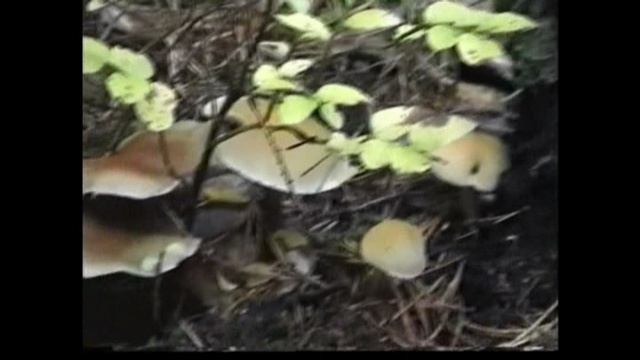 Старинный лес вблизи Нивищи, Новоснльцы, Ракитная.
