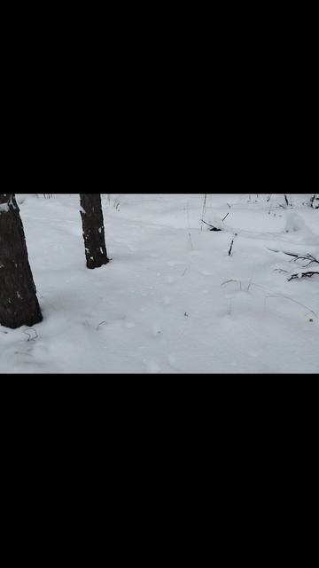 заяц есть, комаров нет смотреть онлайн