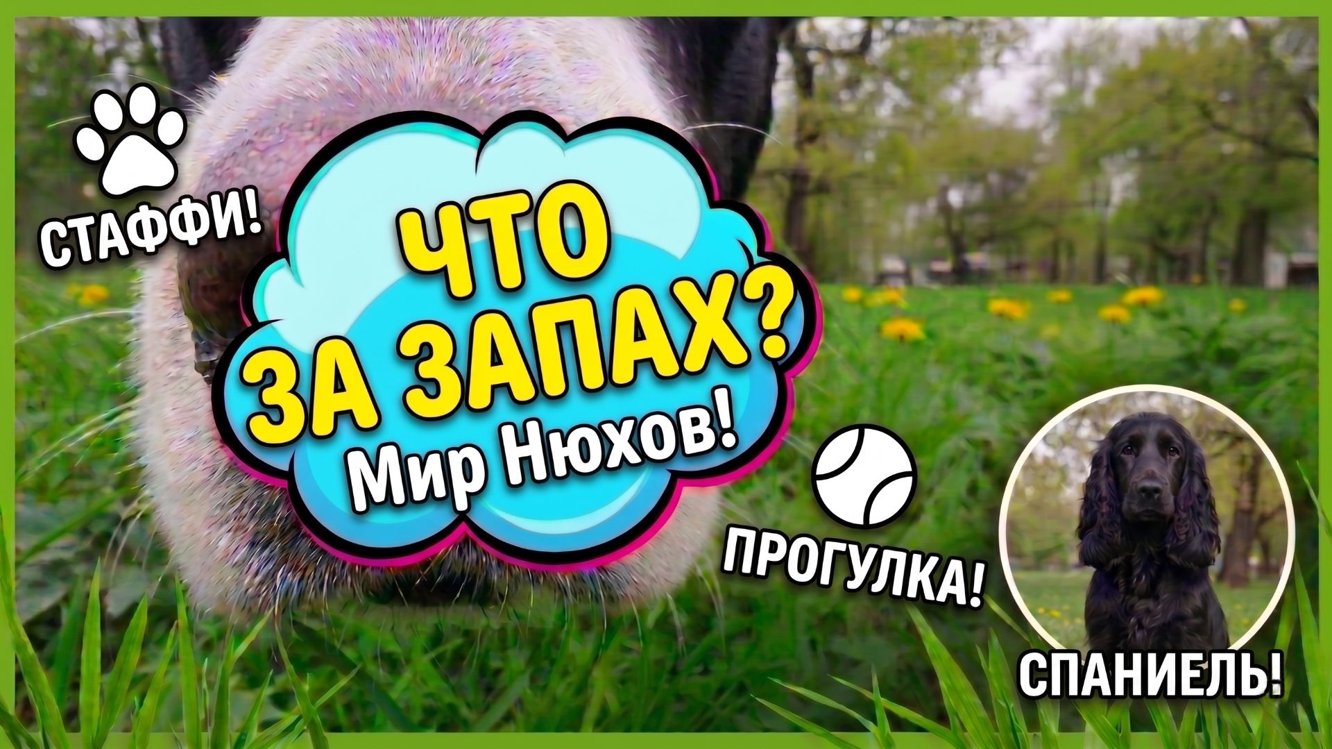 Как видит мир собака? Что за запах? Мир нюхов!