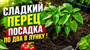 СЛАДКИЙ ПЕРЕЦ ПОСАДКА ПО ДВА В ЛУНКУ СХЕМА ПОСАДКИ