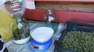 Сироп из молодых сосновых зелёных шишек. Как готовить.