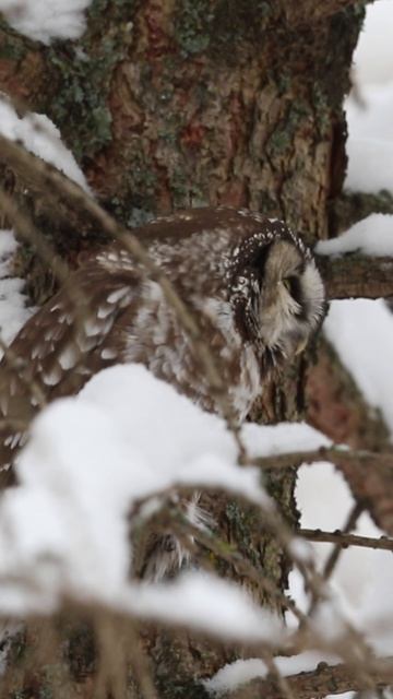 Мохноногий сыч (Aegolius funereus) сбрасывает погадку, Москва, Кусково #owl #wildlifemotion