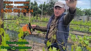 Направляющая подвязка виноградных побегов - важная операция!