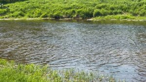 Природа: прогулка по лесам и звуки природы для релакса и отдыха | Домохозяйка