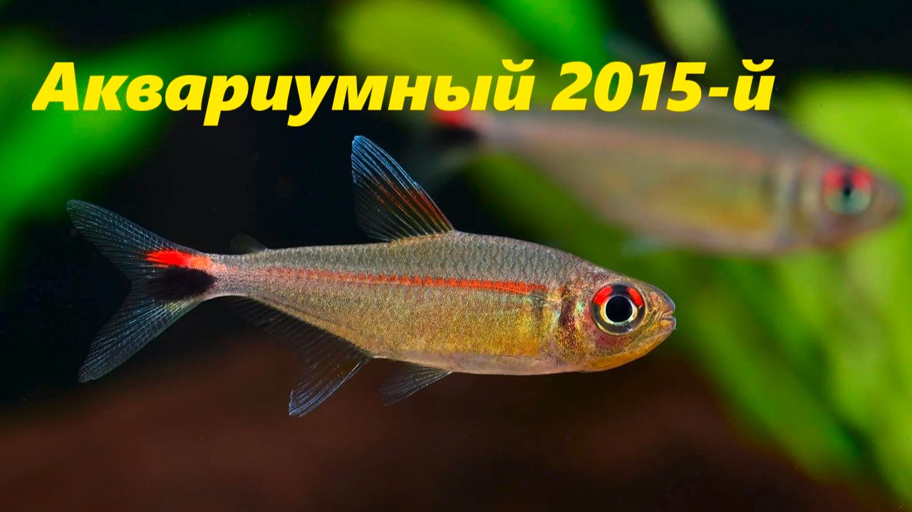 Аквариумная ретроспектива. Год 2015-й