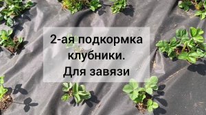 Подкормка клубники для завязи. 18 мая 2026