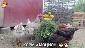 Кормление кур овощами и фруктами для зарядки и от скуки 🥗🐓🤗  (98)