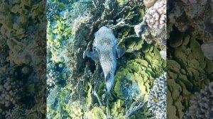 The smallest, cutest, but bravest hedgehog on the reef!  Probably a female!