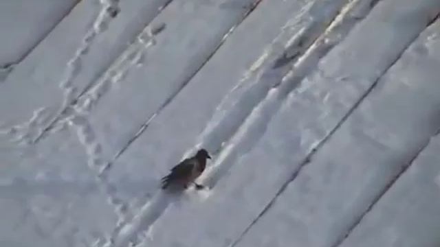Ворона катается на крышке от майонеза смотреть онлайн