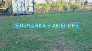 СЕЛЬЧАНКА В АМЕРИКЕ МОЙ ОГОРОД МОЯ ФЕРМА