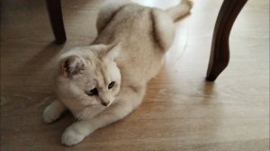 Котик член семьи. Едем к ветеринару и играем