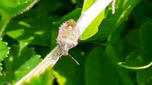 Щитник ягодный, или клоп ягодный(Dolycoris baccarum) — вид клопов из семейства Настоящие щитники.
