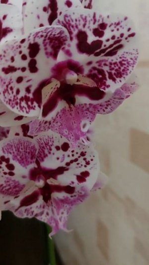 Орхидея Speechless Eleganse
