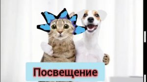 Пушистый Снег 🐾 1 сезон 2 серия Посвещение 🐯
