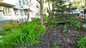 Шлагбаум в нашем дворе