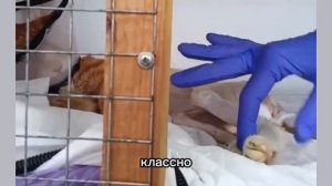 Рокфор лечение