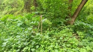 Смертельно опасный сорняк процветает на территории Воронежа