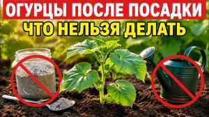 Огурцы после посадки . Не делай эти ошибки в первые 7 дней.