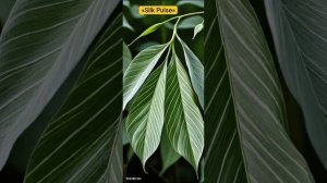 «Silk Pulse»
