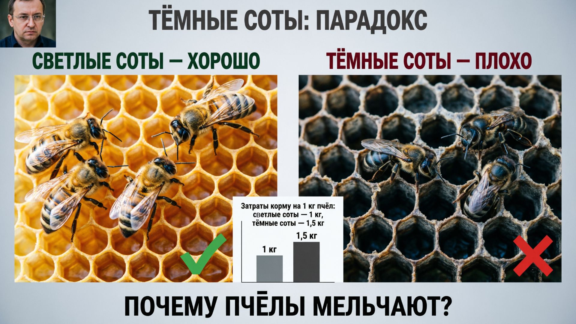 Тёмные соты: пчёлы мельче, а корма тратится больше? Разбираем парадокс | Кашковский 🐝📉