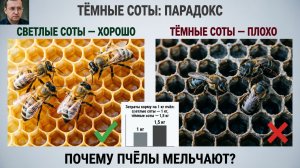 Тёмные соты: пчёлы мельче, а корма тратится больше? Разбираем парадокс | Кашковский 🐝📉
