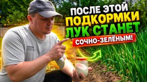 Лук быстро станет сочно-зелёным после этой простейшей подкормки!