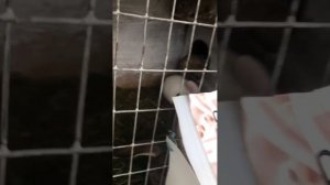 Кролики 🐰Обзор 🤗