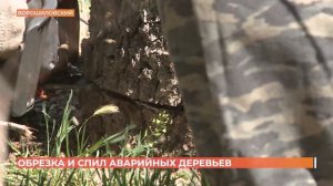 Обрезка и спил аварийных деревьев в Ростове