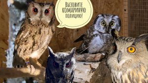 Всех сов на улице одолевают комары и мошки. Как бороться? У совы Ёлки мошками покусаны все веки