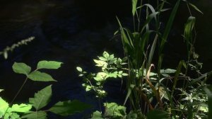 4K Landscape Scene - MorningLight03 - Free Stock Footage
