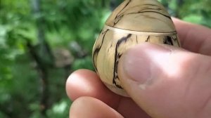 Шкатулка в майском лесу на рябине