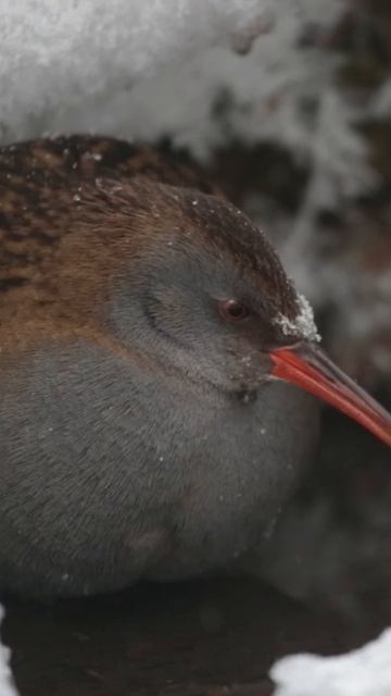 Водяной пастушок (Rallus aquaticus) в Московском парке #wildlifemotion #birds