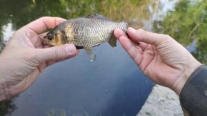 Мормышинг.Утренний клёв карася на мормышку 0.1гр.