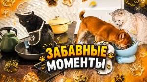 Лапки-Шоу #10 | Смешные хвостики