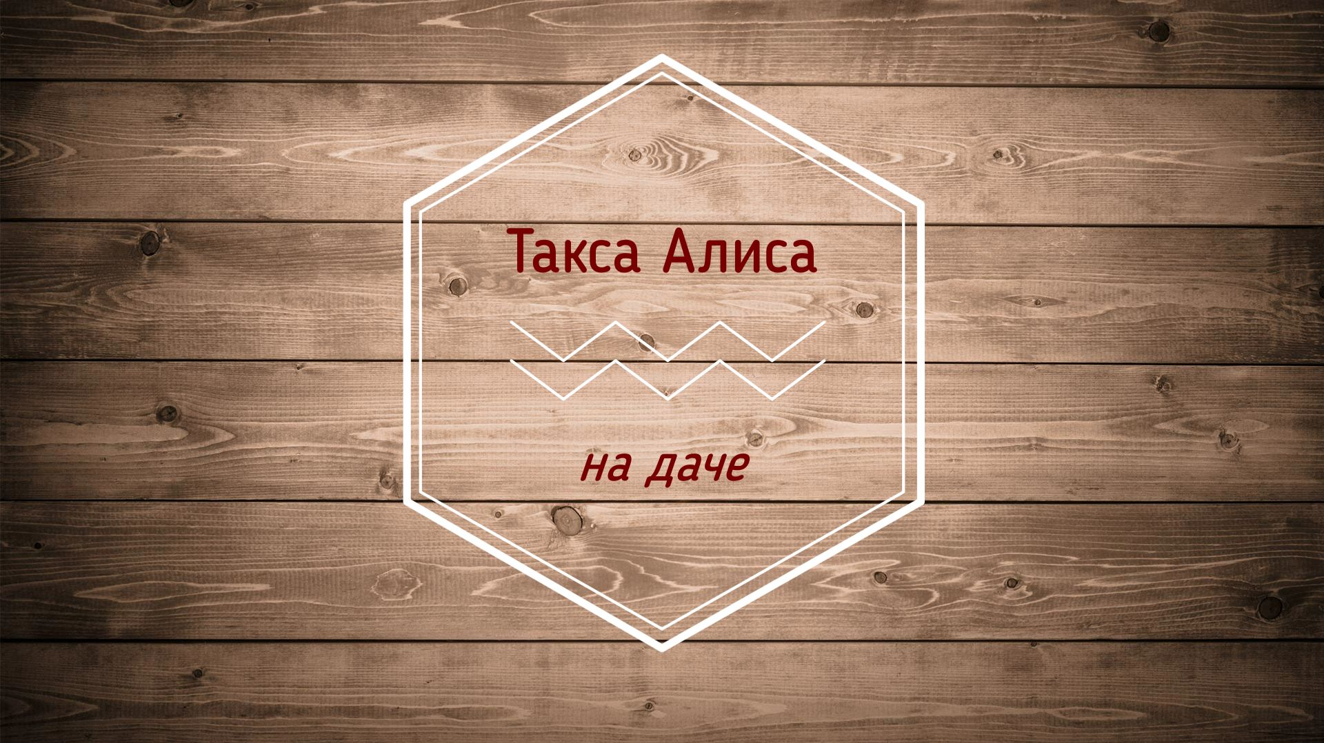 Такса Алиса снова на даче