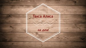 Такса Алиса снова на даче