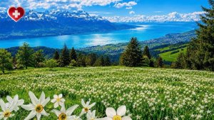 Switzerland, Les Avants - Enchanting Narcissus Hike