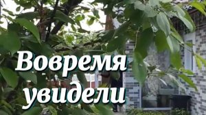 Чуть не сгорели! На ХУТОРЕ меняем аварийную проводку и начинаем сажать огород !