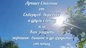 Лучшее Спасение  от  Скворцов, Воробьёв  и др. птиц или Как защить  фрукты  от птиц