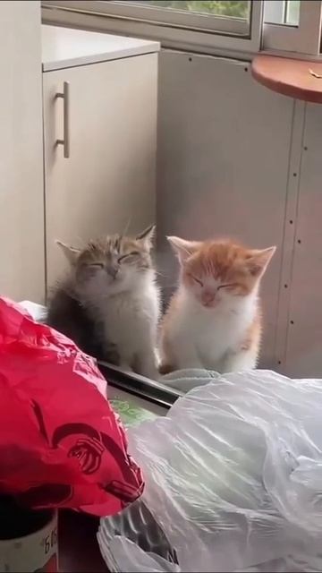 Видео от Tom and Сats / Кот на карте