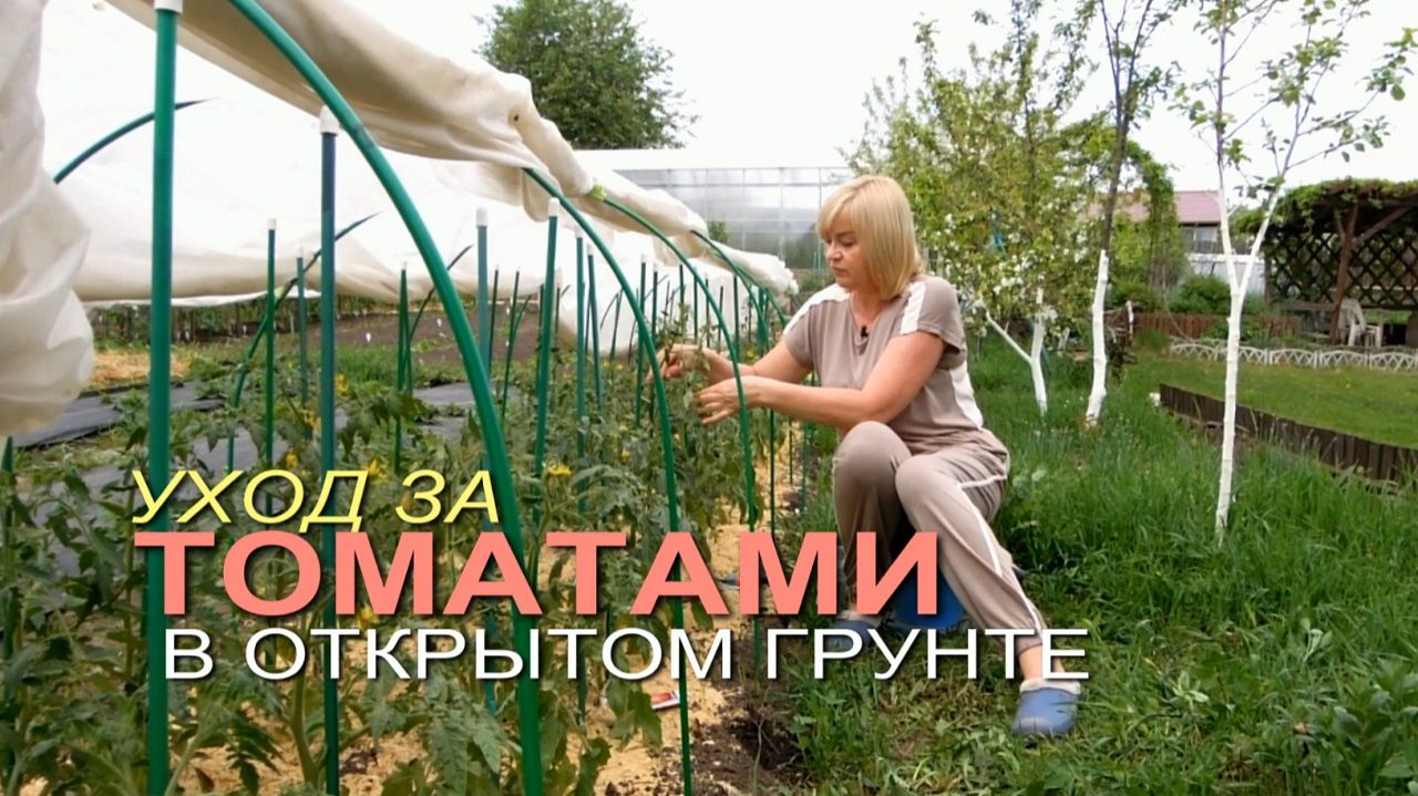 Уход за ТОМАТАМИ после высадки в открытый грунт. смотреть онлайн
